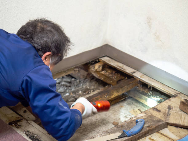 Best Attic Mold Remediation in East Pasadena, CA