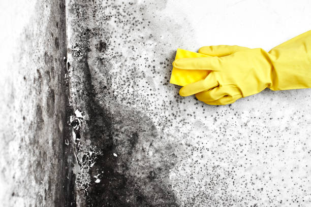Best DIY Mold Remediation Support Services in East Pasadena, CA
