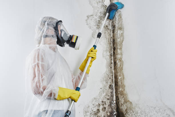 Best Post-Flood Mold Remediation in East Pasadena, CA