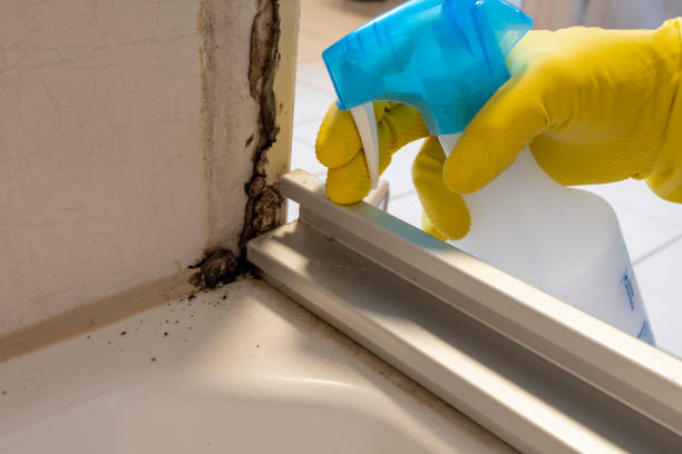 Best Bathroom Mold Remediation in East Pasadena, CA