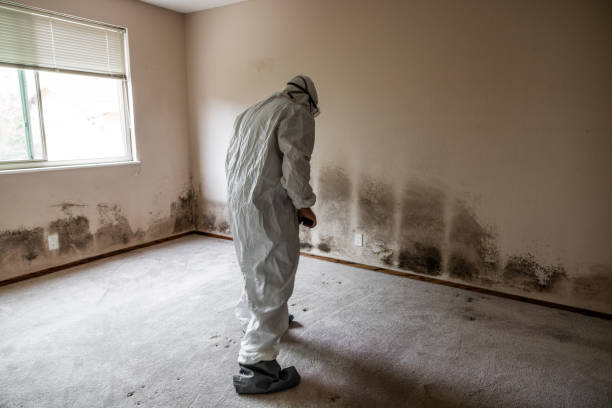 Best Localized Mold Remediation (e.g., coastal areas, humid climates) in East Pasadena, CA