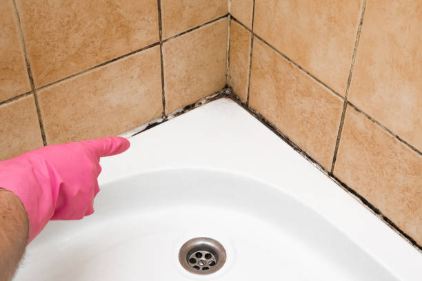 Best Post-Flood Mold Remediation in East Pasadena, CA